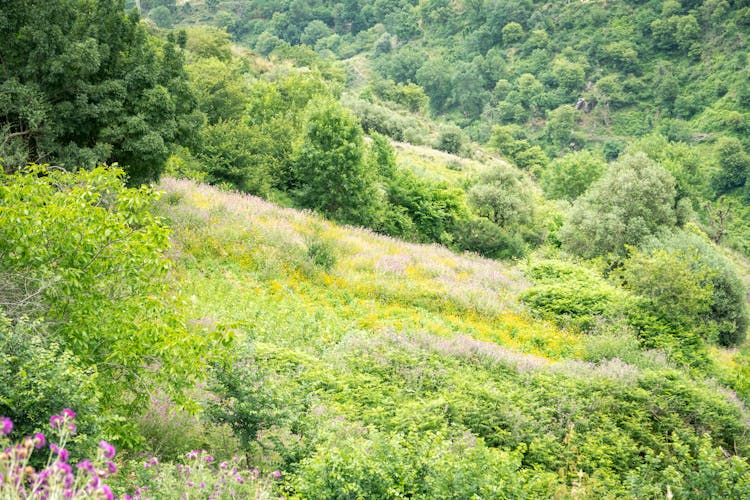 Green Bushes On The Mountain Range