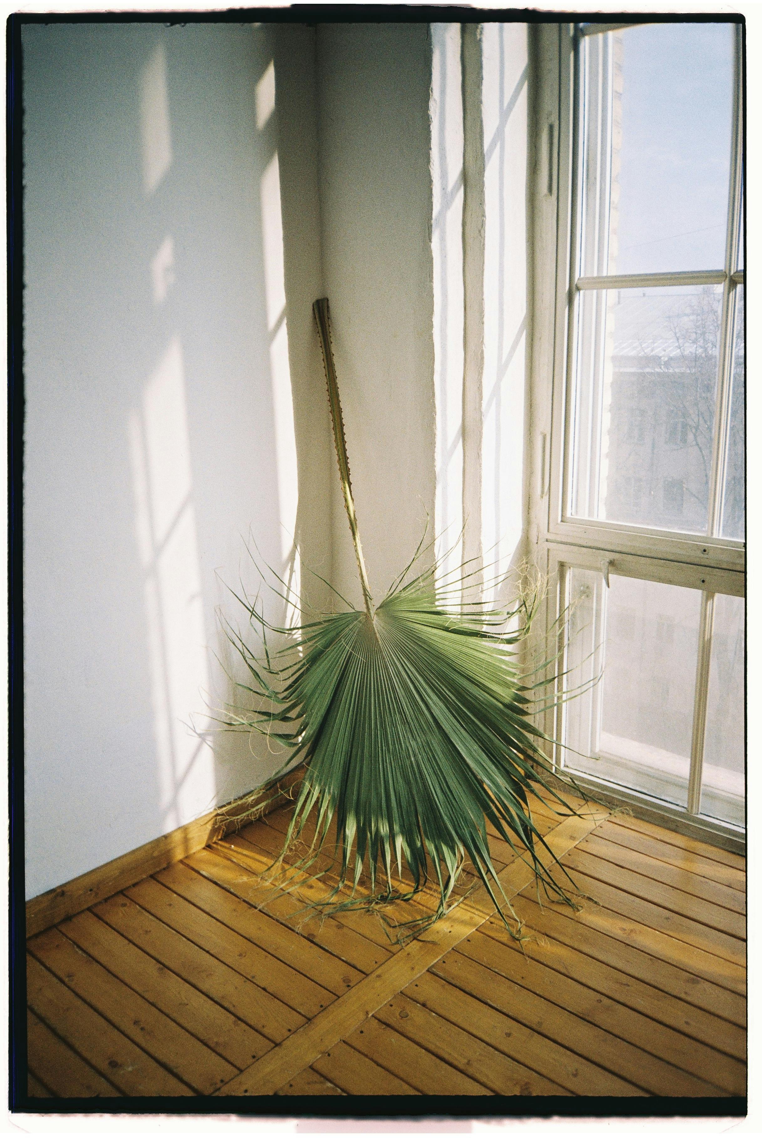 plant with long green leave in rooms corner