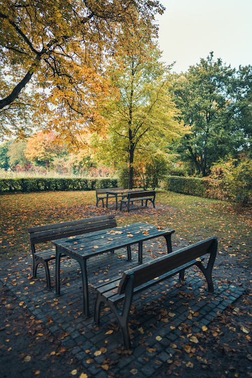Park Bench in Autumn 