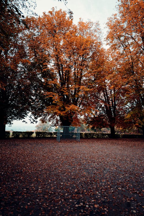 Ilmainen kuvapankkikuva tunnisteilla puisto, pystysuuntainen laukaus, ruskeat puut