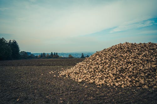 Foto stok gratis agrikultura, bidang, bit gula