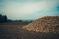 Pile of Harvested Sugar Beet on Field
