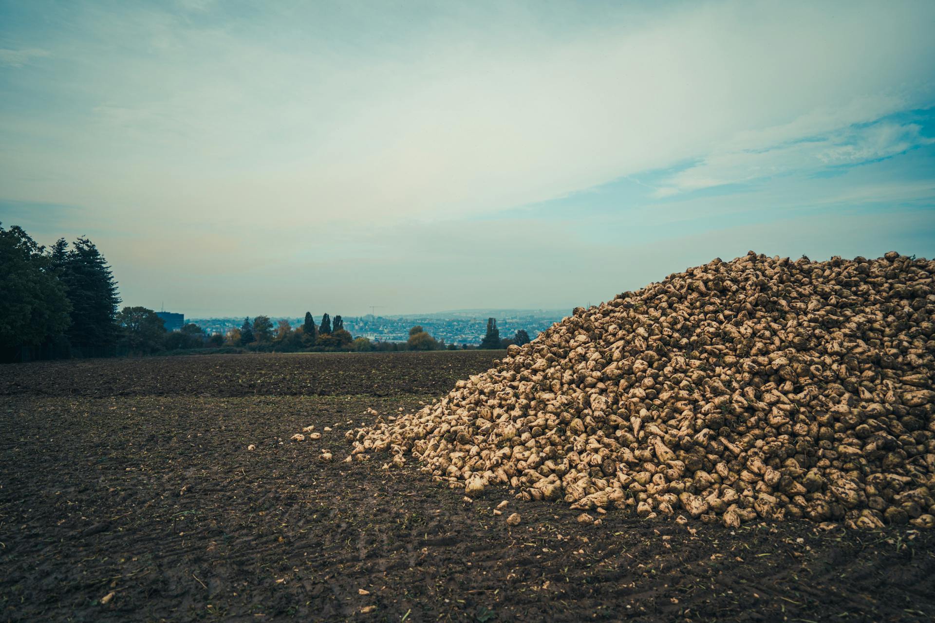 Vast cropland landscape featuring a large pile of harvested sugar beets under a cloudy sky.