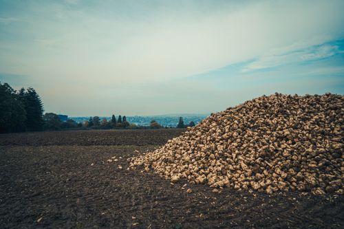 Free Vast cropland landscape featuring a large pile of harvested sugar beets under a cloudy sky. Stock Photo