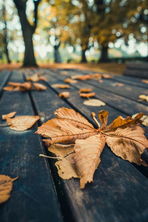 Free Close-up of dry autumn leaves resting on a wooden table in a tranquil park setting. Stock Photo