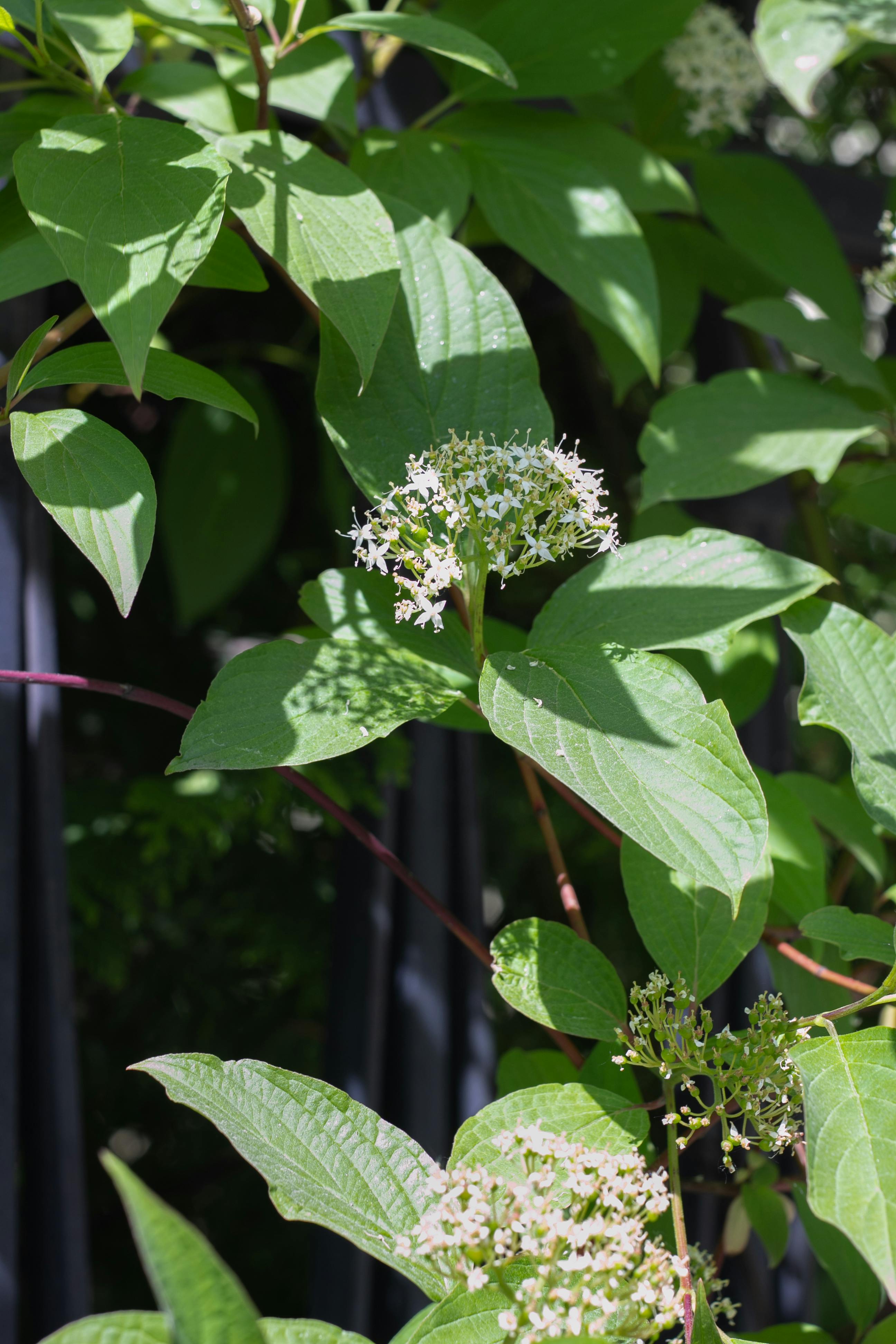 Cornus Photos, Download The BEST Free Cornus Stock Photos & HD Images