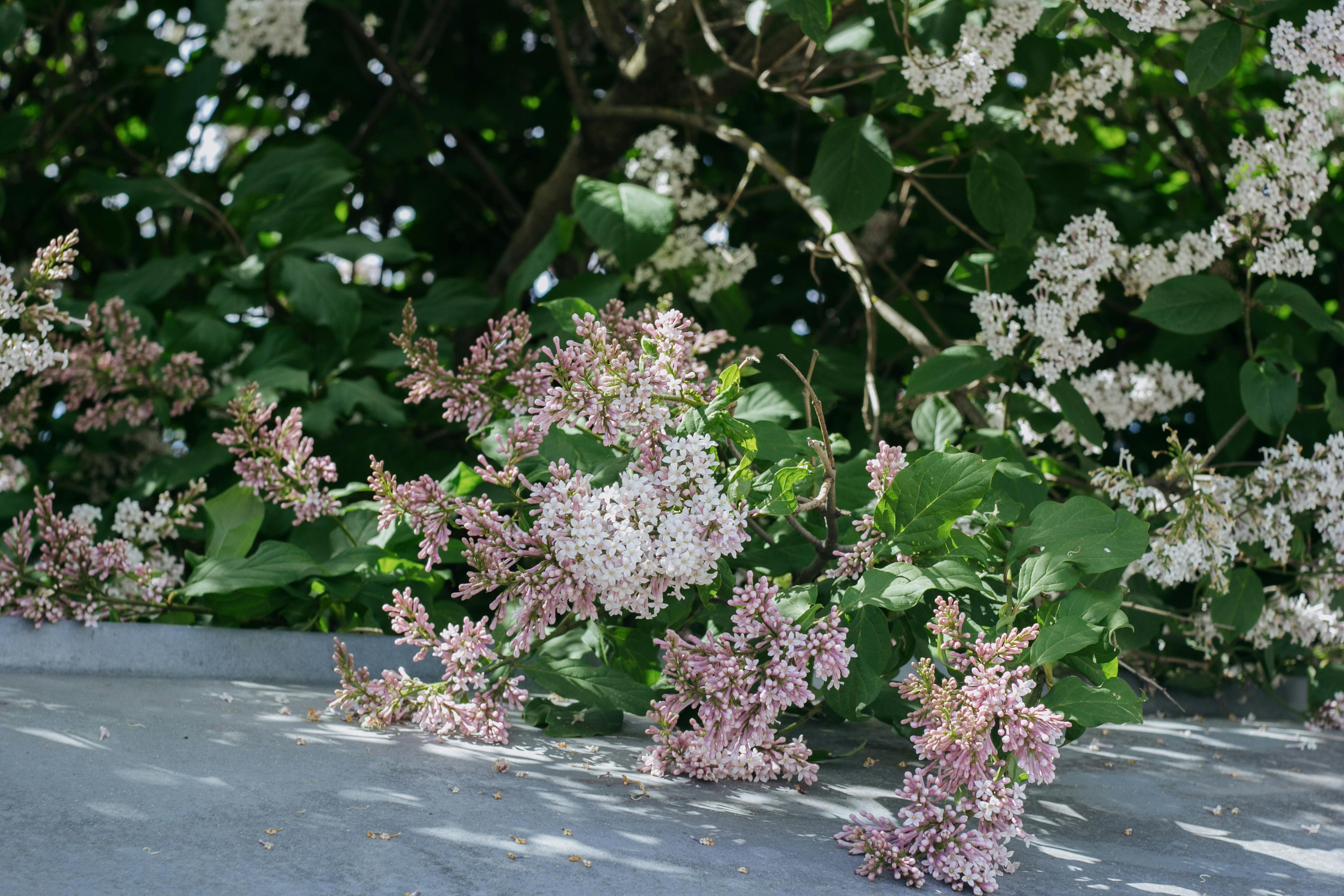 Gratis Immagine gratuita di ambiente, arbusto, arbusto da fiore Foto a disposizione