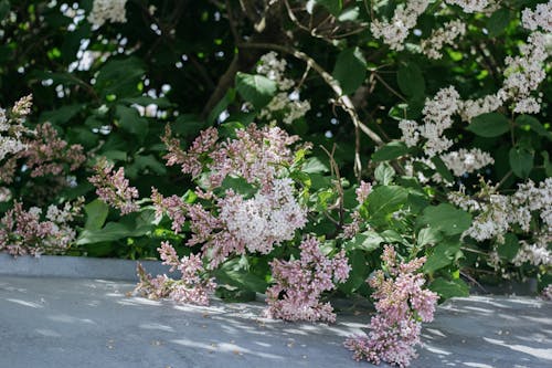 Gratis Foto stok gratis alam, belukar, bunga-bunga Foto Stok