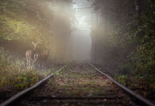 Two deer stand near a misty railway track surrounded by lush green trees.