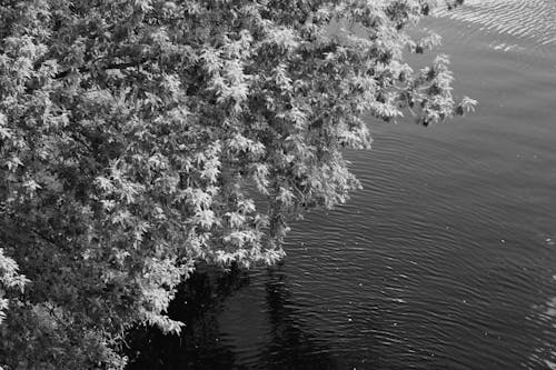 Monochrome Photo of Leaves Above a Body of Water
