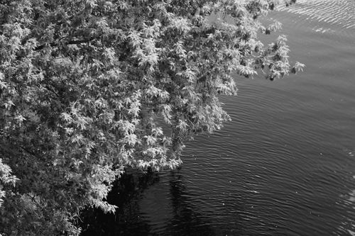 Free Black and white image capturing tree leaves over a body of water. Stock Photo