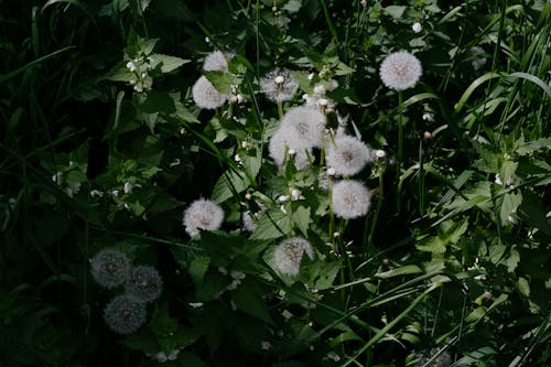 คลังภาพถ่ายฟรี ของ taraxacum, ดอกไม้, พฤกษา