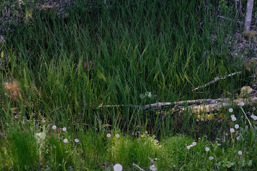 Gratis arkivbilde med åker, flora, grener