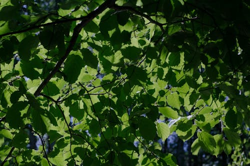 Ảnh lưu trữ miễn phí về cây, mùa hè, những chiếc lá xanh