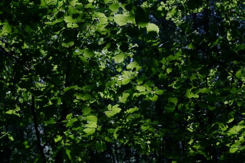 Free Vibrant and dense green foliage in a sunlit forest, showcasing nature's lush greenery. Stock Photo