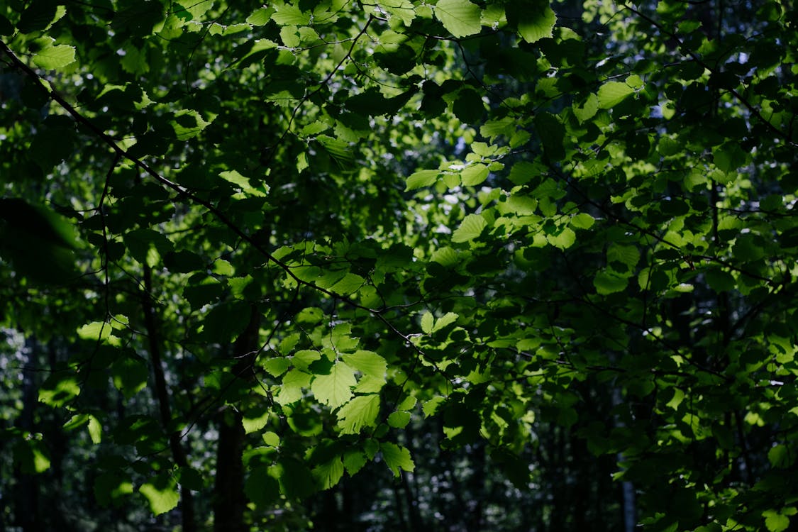Бесплатное стоковое фото с ботанический, зеленые листья, зелень