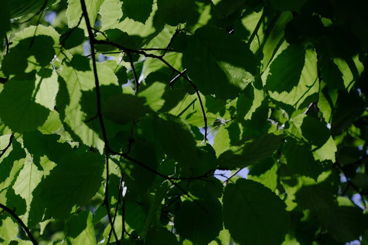 Light And Shadows On Tree Leaves