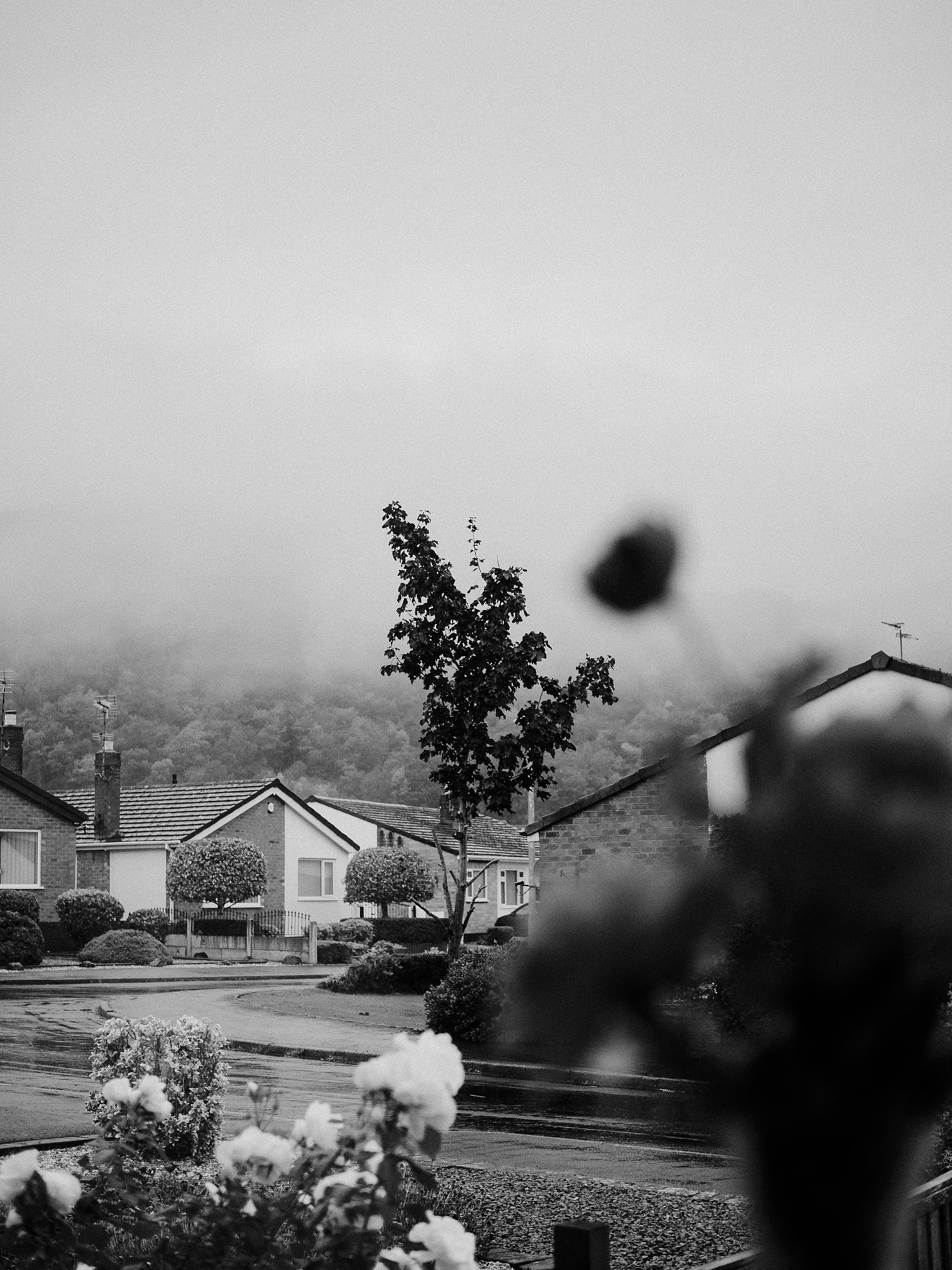 Black and white photo of a foggy neighborhood street with houses and trees.