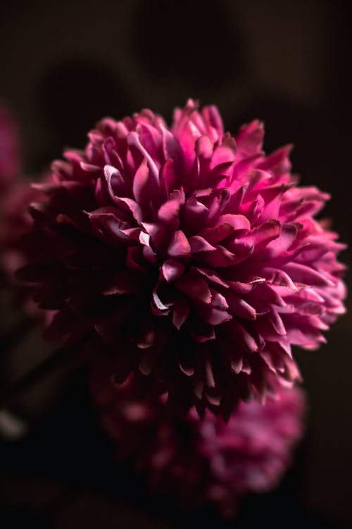 Bezpłatne Darmowe zdjęcie z galerii z ciemny, delikatny, fioletowy kwiat Zdjęcie z galerii