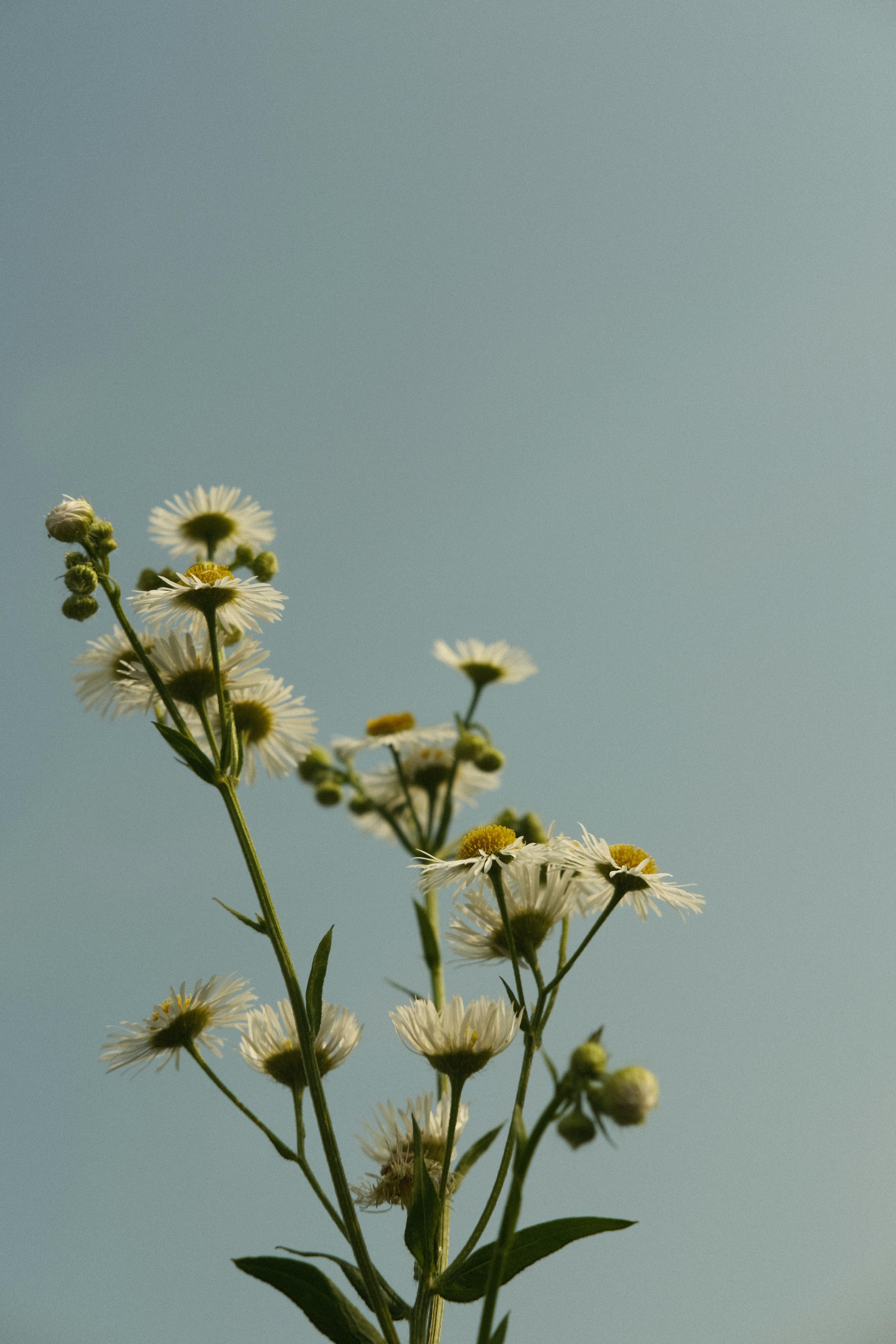 A cluster of white daisies reaching towards a serene light blue sky.