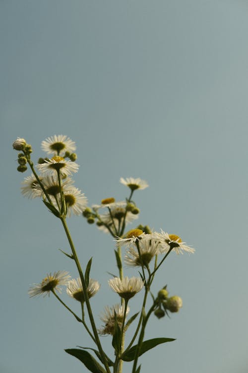 คลังภาพถ่ายฟรี ของ การเจริญเติบโต, ดอกเดซี, ดอกไม้สีขาว