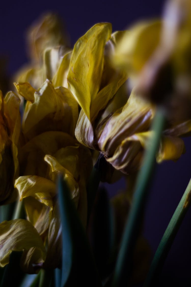 Drying Flowers In Close Up