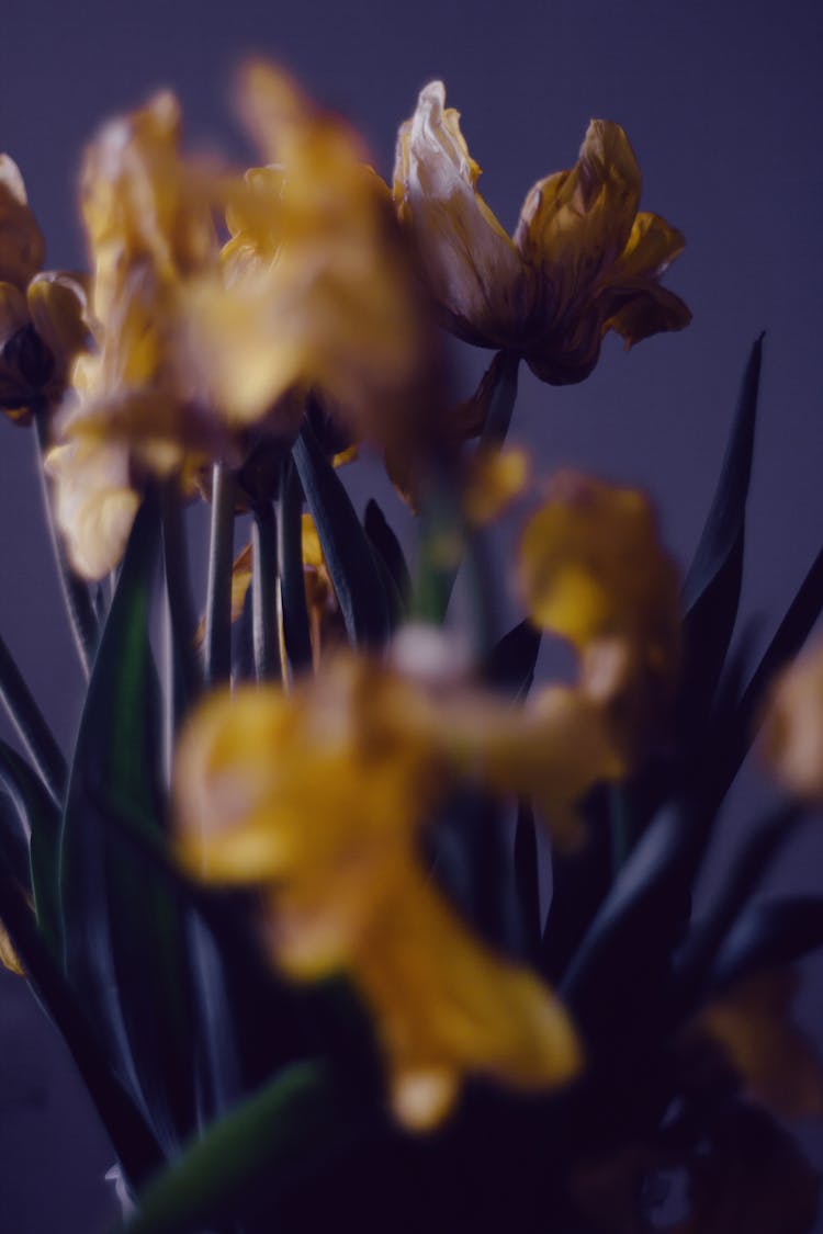 Drying Yellow Tulips