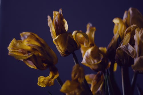 Fotobanka s bezplatnými fotkami na tému flóra, jemný, kvet ovocného stromu