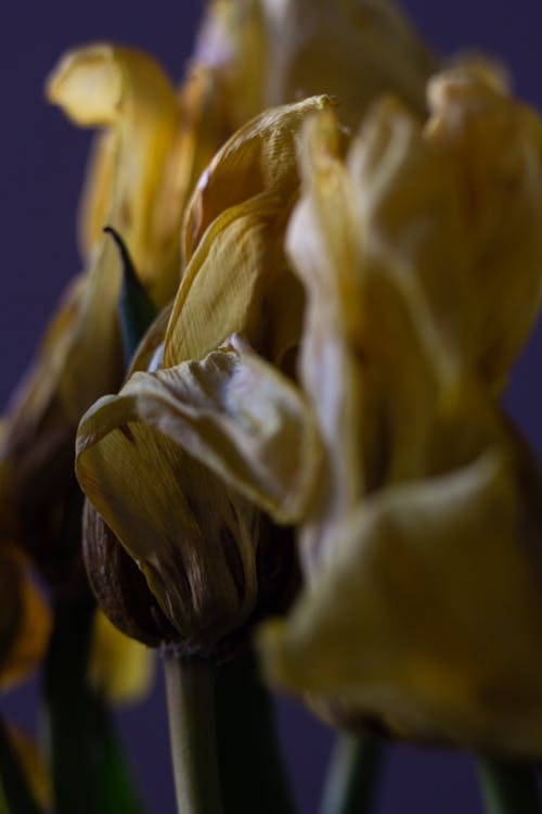 A Close-Up of Wilting Tulips
