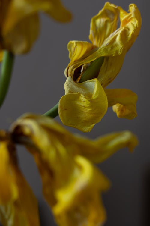 Wilting Yellow Flowers in Close-Up