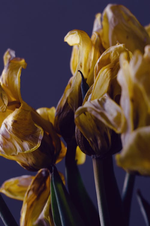 Wilting Yellow Flowers