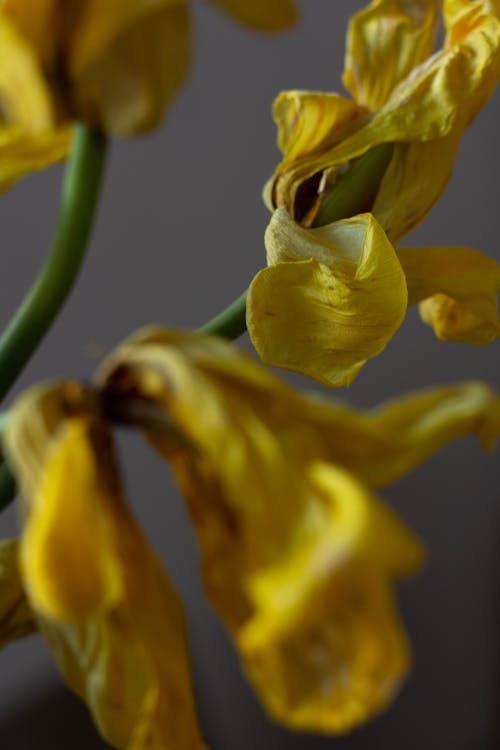 Yellow Flowers With Wilted Petals