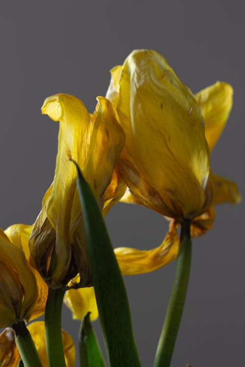 Close-up of Wilted Yellow Tulips 