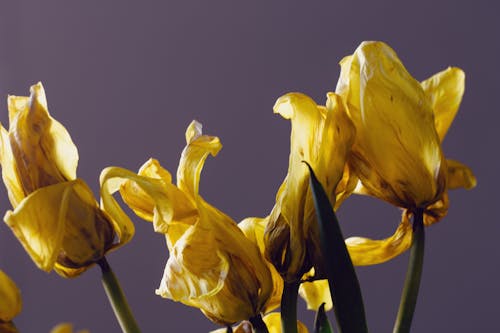Yellow Tulips in Close-Up