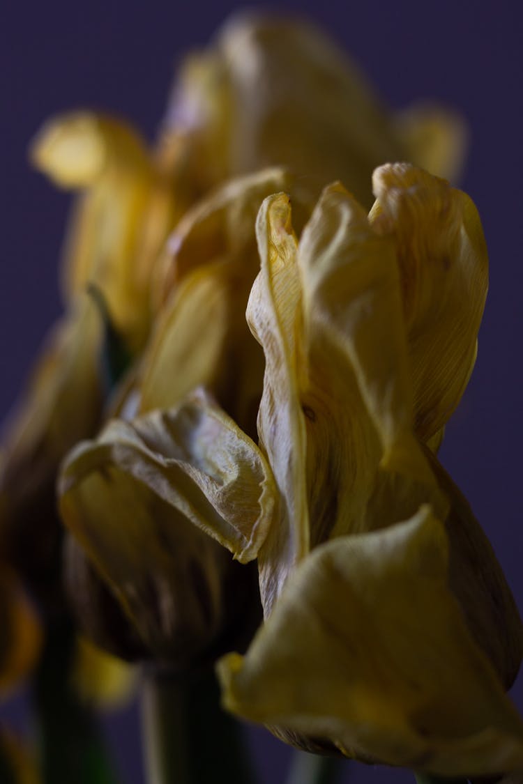 Drying Flowers In Close Up