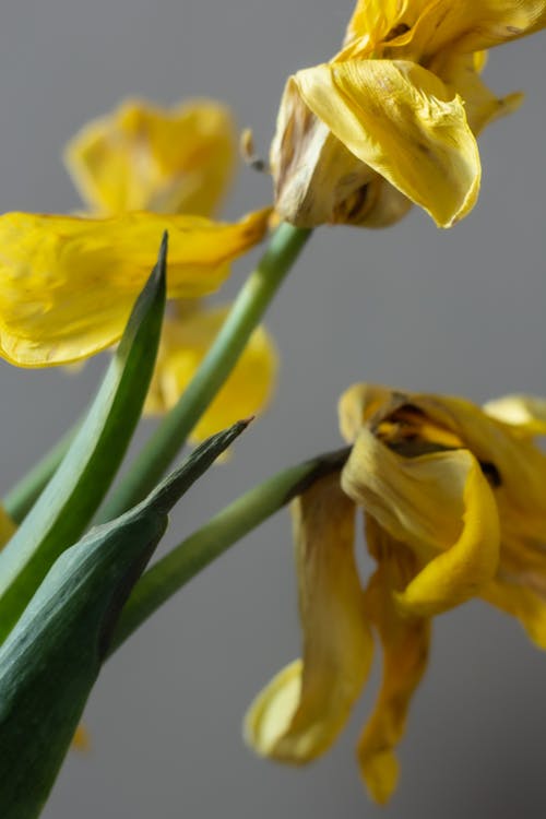 Wilting Yellow Tulips