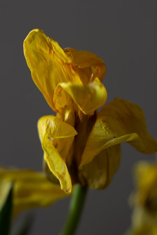 Wilted Petals of a Flower