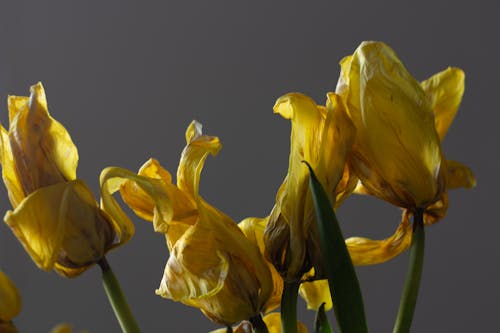 Yellow Flowers and Green Leaves