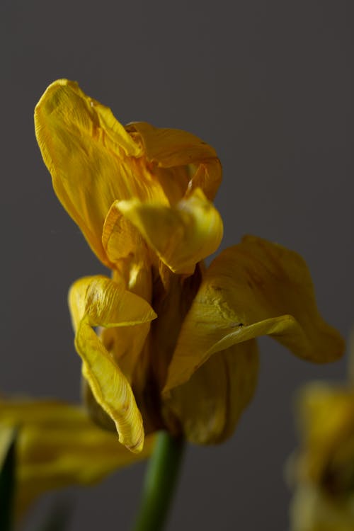 Wilted Tulip Flower