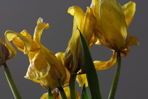Yellow Flower in Macro Shot