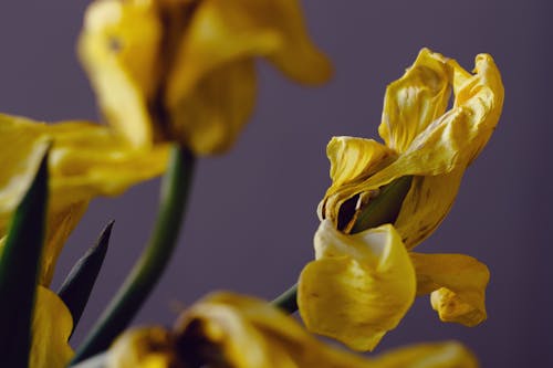 A Close-Up of Wilted Tulips