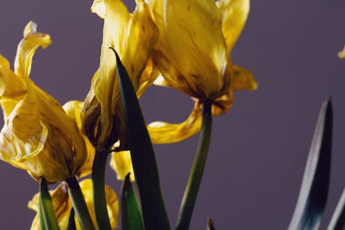 Close up of Daffodils