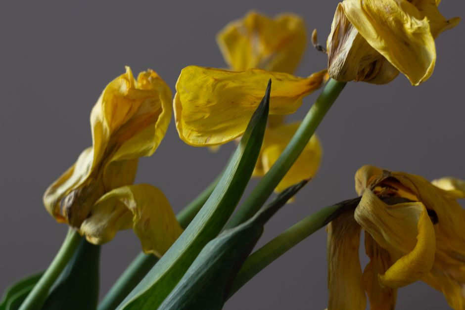 A wilting flower with a copyright symbol on its petals