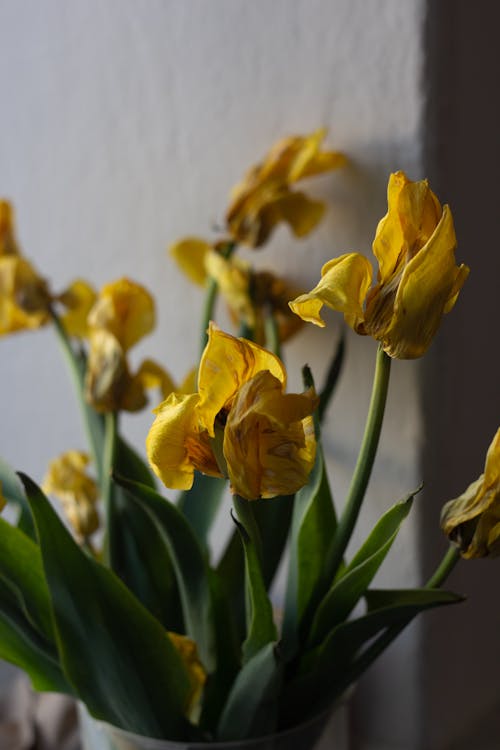 노란 꽃, 다발, 섬세한의 무료 스톡 사진