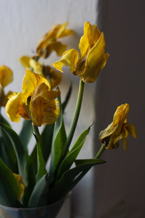 Close-up Photo of Wilting Yellow Flowers