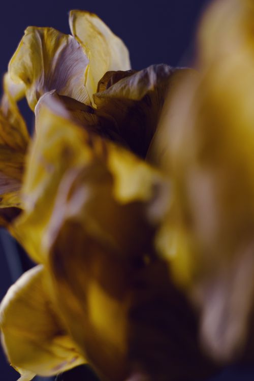 Free An artistic close-up of withered yellow flowers with petals in soft focus against a dark background. Stock Photo