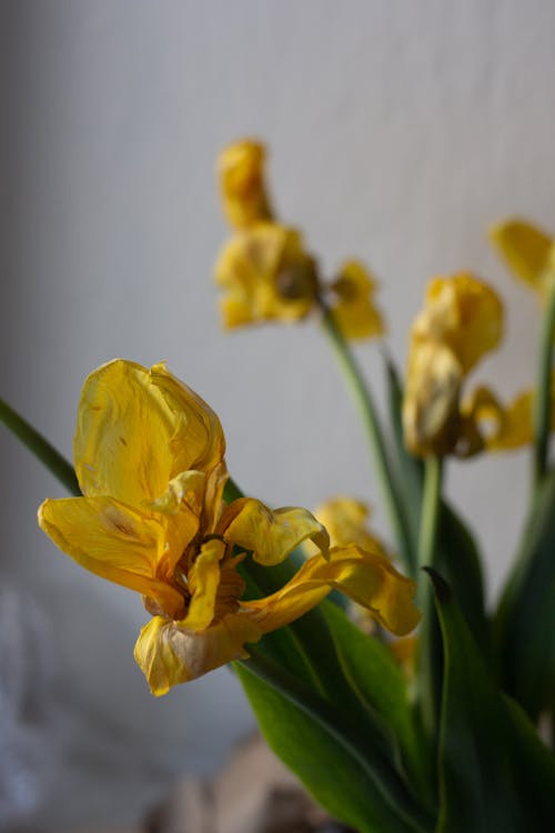 Kostnadsfri bild av blommor, förtvining, gul iris
