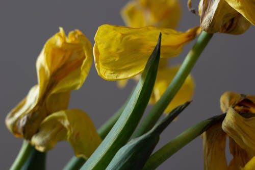 Green Stems and Leaves of Yellow Flowers