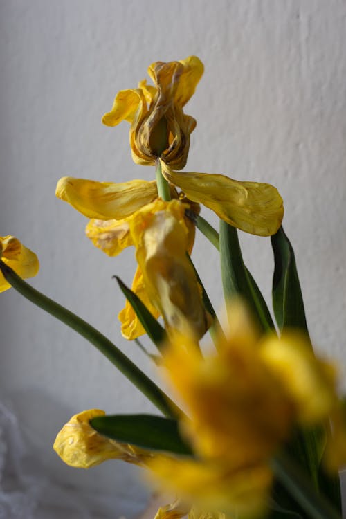 Wilted Yellow Flowers Near a White Wall