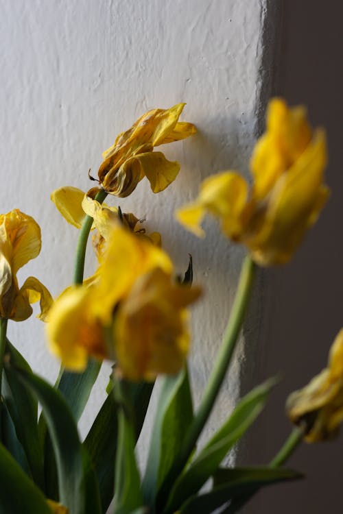 Yellow Flowers in Tilt Shift Lens Near White Wall
